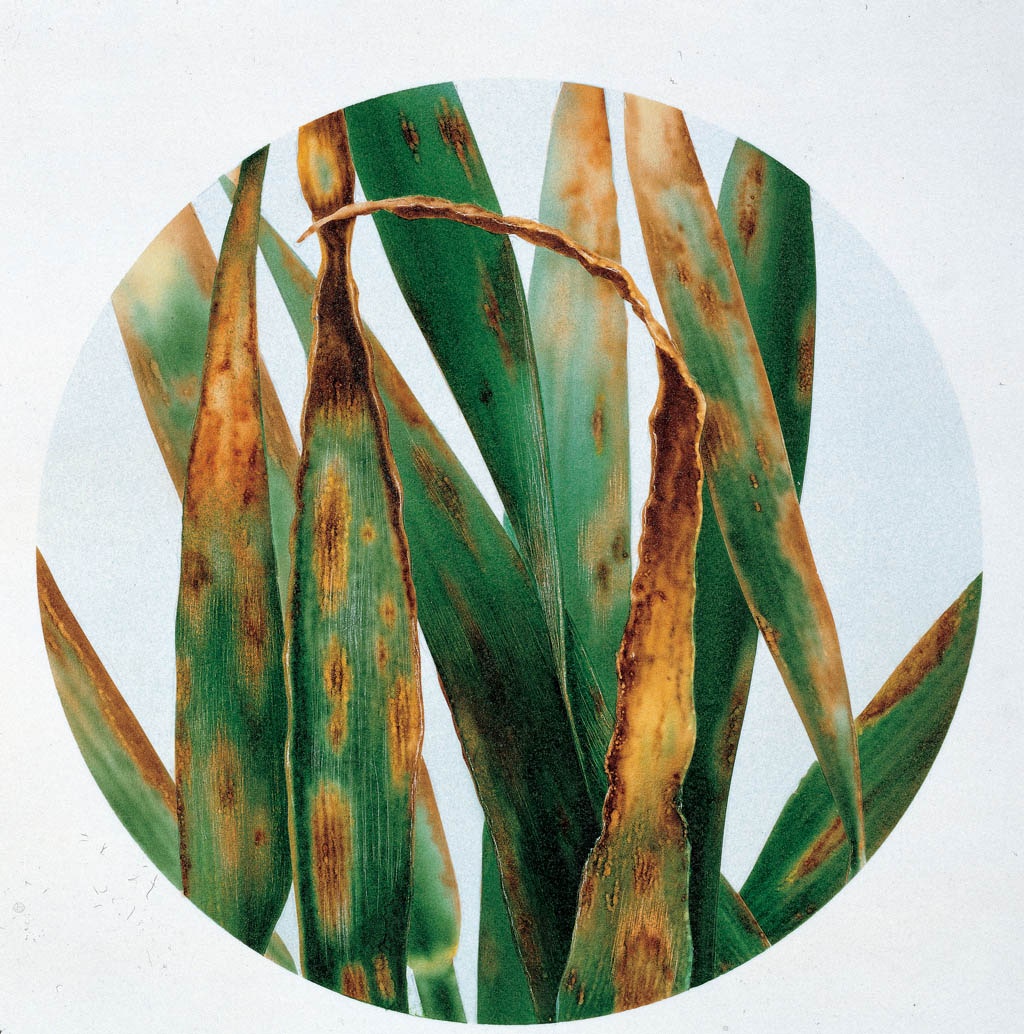 122560
Symptome von Septoria tritici (Septoria-Blattdürre)
Copyright: Bayer CropScience AG
